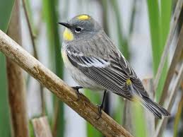 For a warbler, the straight, thin bill is relatively large. Yellow Rumped Warbler Ebird