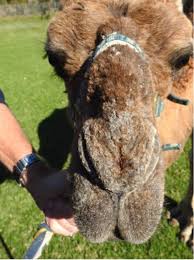 Dromedary camels (camelus dromedarius) and the domestic bactrian camel (camelus bactrianus) were named in 1758 by swedish zoologist carl linnaeus, who only knew of the domestic variety. Huntervalley Minifarm Owner Joshua Luke Fraser Found Guilty Of Animal Cruelty Bunbury Mail Bunbury Wa