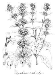 Image result for Dyschoriste trichocalyx