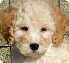 Check out our breed information page! Winchester Ky Goldendoodle Meet Reese Our Goldendoodle A Pet For Adoption