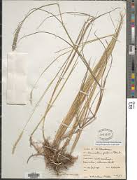 Image result for Cenchrus geniculatus