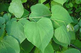 We did not find results for: Redbud Ohio Plants