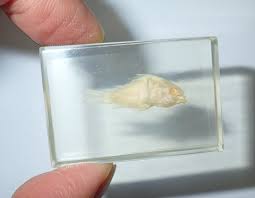 Gold Molly Fish in Amber Clear small Block Education Specimen 