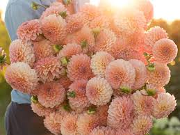 Find Flowers Floret Flowers