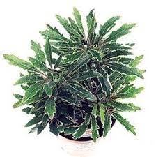 Check spelling or type a new query. Pin On Indoor Gardening