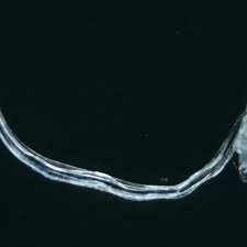 Image result for Eulophia obscura