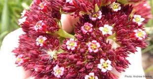 Image result for Crassula alba