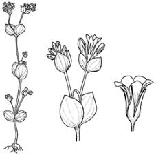 Image result for Sebaea