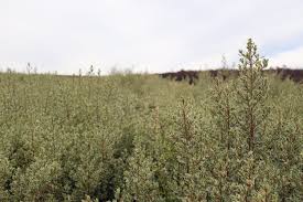 Image result for Rhamnus staddo