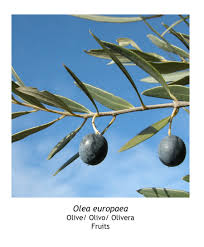 Image result for Olea
