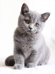 britisch kurzhaar katzchen 11 bilder 11 funny cats bilder britisch cats funny katzchen kurzhaar baby katzen susse tiere britisch kurzhaar