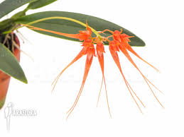 Image result for Bulbophyllum burttii