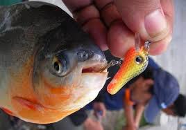 Kualitas dari cacing tanah itu sendiri juga harus diketahui secara pasti. 6 Resep Umpan Ikan Bawal Mancing Siang Hari Yang Paling Jitu Mancing Ikan Terbesar