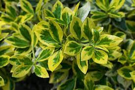 This handsome, dense evergreen shrub with creamy leaf variegation makes an. Euonymus Plant Care Growing Tips Horticulture Co Uk