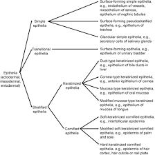 We did not find results for: Structure And Functions Of Keratin Proteins In Simple Stratified Keratinized And Cornified Epithelia Bragulla 2009 Journal Of Anatomy Wiley Online Library