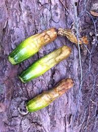 Types of summer squash are yellow straight necked, cocozelle, vegetable marrow, crook. A Few Zucchini Problems Uconnladybug S Blog