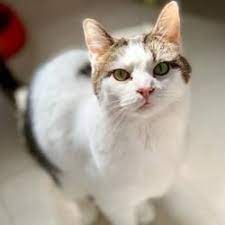 Available Pets At The Humane Society Of Indianapolis In Indianapolis Indiana Pets Humane Society Pet Ownership