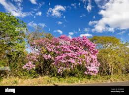 Image result for Bauhinia monandra