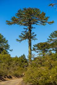 The fruits are not edible. Araucaria Araucana Wikipedia