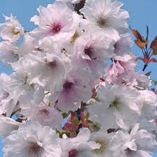 Maybe you would like to learn more about one of these? Prunus Fragrant Cloud Or Shizuka Scented Cherry Blossom Trees