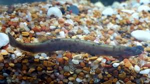 Find black kuhli loaches for sale at your local petsmart store! Spotted Freckled Blotchy Black Kuhli Loaches My Aquarium Club