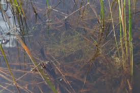 Image result for Eleocharis confervoides