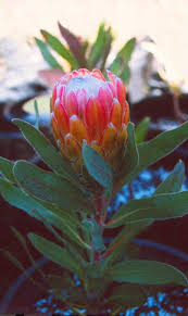 Image result for Protea rupestris