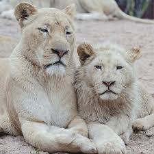 De multiples attaques auraient inévitablement mis fin à la vie du prédateur. Lion Blanc Description Complete Du Felin Photos Instinct Animal