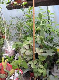 Image result for Cyphostemma quinatum