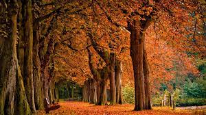 Wallpaper Collection 37 Best Free Hd Fall Desktop Backgrounds Background To Download Pc Fall Desktop Backgrounds Desktop Wallpaper Fall Autumn Wallpaper Hd