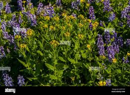 Image result for Senecio latifolius