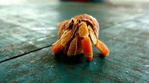 In this animal collection we have 28 wallpapers. Guide To The Types Of Hermit Crabs Land Hermit Crab Species Pethelpful