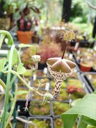Image result for Ceropegia haygarthii
