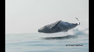 The humpback whale is a large marine mammal that belongs to one of over 80 known species of cetacea. 40 Ton Humpback Whale Leaps Entirely Out Of The Water A Video By Craig Capehart Youtube