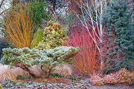 Border At The Winter Garden Bressingham Gardens Norfolk Uk Pinus Strobus Reinshaus Cornus Sericea Cardinal Winter Garden Conifers Garden Winter Plants