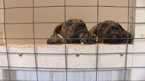 The Greene County Animal Shelter Is At Full Capacity With 23 Dogs And 22 Cats Rescue Dogs Animal Shelter Greene County