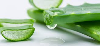 Lidah buaya atau aloe vera mengandung banyak zat dan vitamin di dalamnya sehingga manfaat yang. 18 Cara Tradisional Hilangkan Jerawat Dengan Berkesan