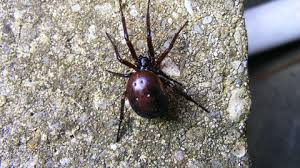 Detailed images and text explanation of a false widow spider bite. False Widow Spider The Wildlife Trusts