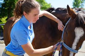 See tacoma cat hospital's revenue, employees, and funding info on owler, the world's largest tacoma cat hospital's competitors, revenue, number of employees, funding, acquisitions & news. Tacoma Equine Hospital Horse Veterinarian Washington