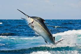 A Big Blue Marlin Big Game Fishing Marlin Fishing Marlin