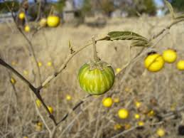Image result for Solanum campylacanthum 'panduriforme type'