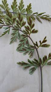 Image result for Asplenium buettneri