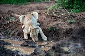 Image result for Tricliceras mossambicense