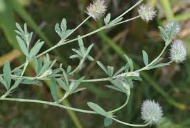 Image result for Trifolium masaiense
