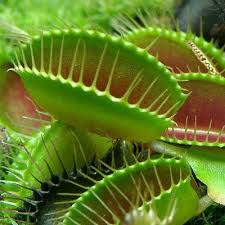 Plant native to western north carolina. Caution Avoid These Mistakes At All Costs Visit North Carolina Western North Carolina Venus Fly Trap