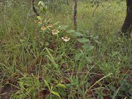 Image result for Pachycarpus lineolatus