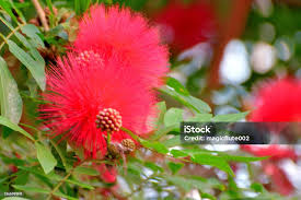 Image result for Calliandra haematocephala