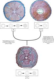 Image result for Aeschynomene chimanimaniensis