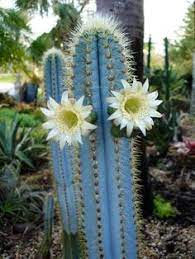 Old lady cacti have fuzzy hair with purplish red flowers. 97 Cactus With Flowers Ideas Cactus Planting Succulents Cactus Plants