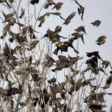 Depending on the materials that you have at home, it might be easier to use another kind of substance to keep birds off your porch, patio, or deck. Keep Birds Out Of Trees